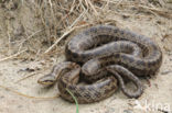 Gladde slang (Coronella austriaca) 