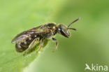 Lasioglossum nitidulum