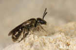 Glimmende smaragdgroefbij (Lasioglossum nitidulum)