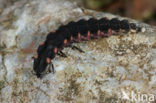 Glow worm (Lampyris noctiluca)