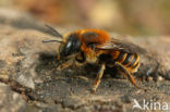 Gouden slakkenhuisbij (Osmia aurulenta) 