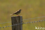 Graspieper (Anthus pratensis) 