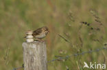 Graspieper (Anthus pratensis) 