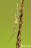 Graswants (Stenodema laevigatum)