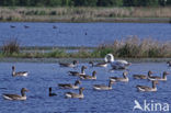 Grey Lag-Goose (Anser anser)