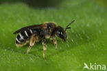 Groefbij (Halictus sp.)