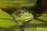 green frog (Rana esculenta 
