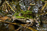 Groene kikker (Rana esculenta)