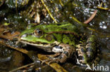 Groene kikker (Rana esculenta)