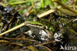 Groene kikker (Rana esculenta)