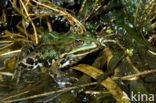 edible frog (Rana esculenta)