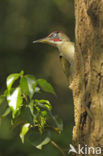 Groene Specht (Picus viridis) 