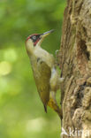 Eurasian Green Woodpecker (Picus viridis)