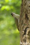 Groene Specht (Picus viridis) 