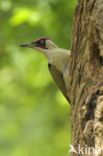 Groene Specht (Picus viridis) 