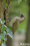 Groene Specht (Picus viridis) 