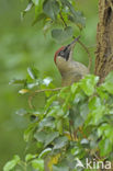 Groene Specht (Picus viridis) 