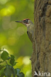 Groene Specht (Picus viridis) 