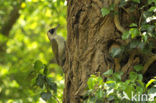 Eurasian Green Woodpecker (Picus viridis)