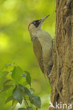 Groene Specht (Picus viridis) 