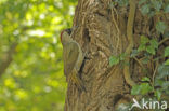 Groene Specht (Picus viridis) 