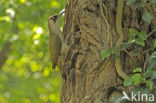 Groene Specht (Picus viridis) 