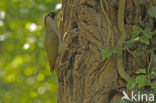 Groene Specht (Picus viridis) 