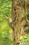 Groene Specht (Picus viridis) 