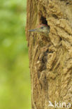 Groene Specht (Picus viridis) 