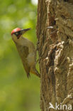 Groene Specht (Picus viridis) 