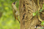 Groene Specht (Picus viridis) 