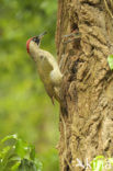 Groene Specht (Picus viridis) 