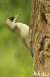 Groene Specht (Picus viridis) 