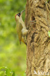 Groene Specht (Picus viridis) 