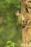 Eurasian Green Woodpecker (Picus viridis)