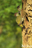 Groene Specht (Picus viridis) 