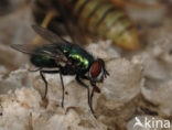 Greenbottle (Lucilia caesar)