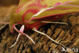 Groot avondrood (Deilephila elpenor)
