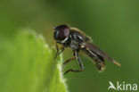 Grootsprietgitje (Cheilosia laticornis)