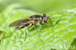 Grootsprietgitje (Cheilosia laticornis)