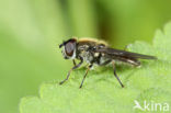 Grootsprietgitje (Cheilosia laticornis)