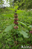 Dead Nettle (Lamium orvala)