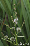 Grote egelskop (Sparganium erectum)