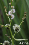 Grote egelskop (Sparganium erectum)