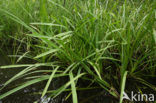 Branched Bur-reed (Sparganium erectum erectum)