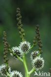 Grote egelskop  (Sparganium erectum)