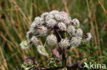 Grote engelwortel (Angelica archangelica)