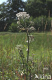 Grote engelwortel (Angelica archangelica)