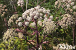 Grote engelwortel (Angelica archangelica)