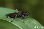 Grote grijze bladloper (Xylota florum)